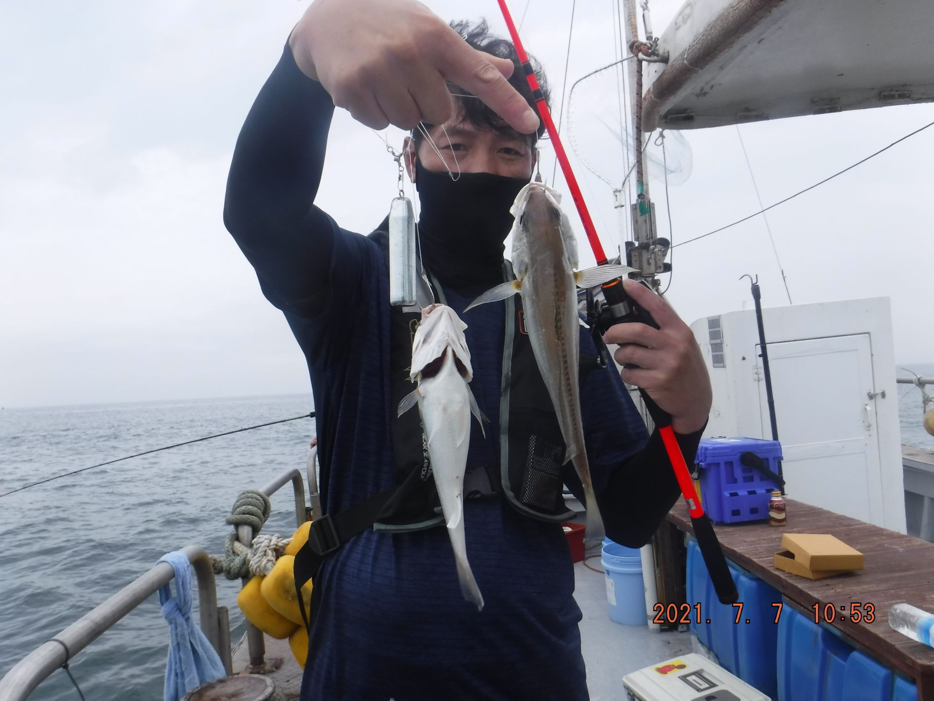 2021년7월7일 백조기조황