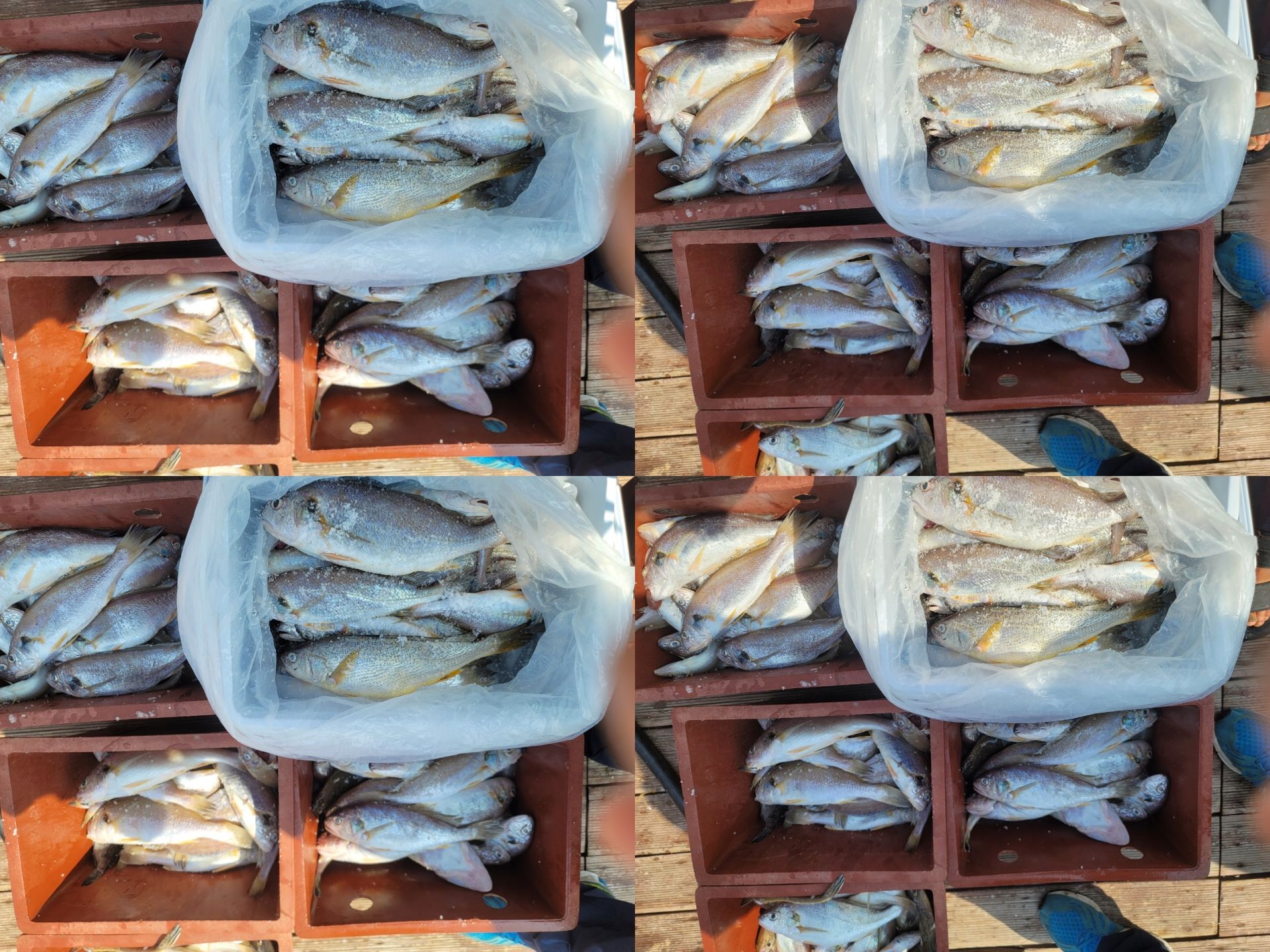 7월29일백조기조황