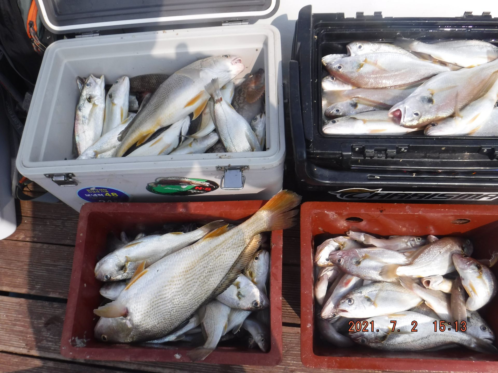 7월2일 백조기 조황