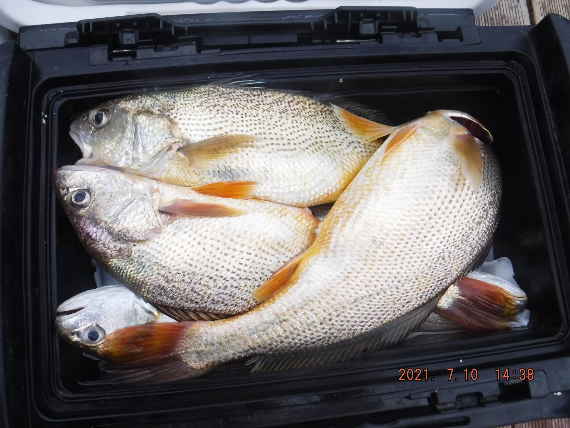 7월10일 부서 백조기