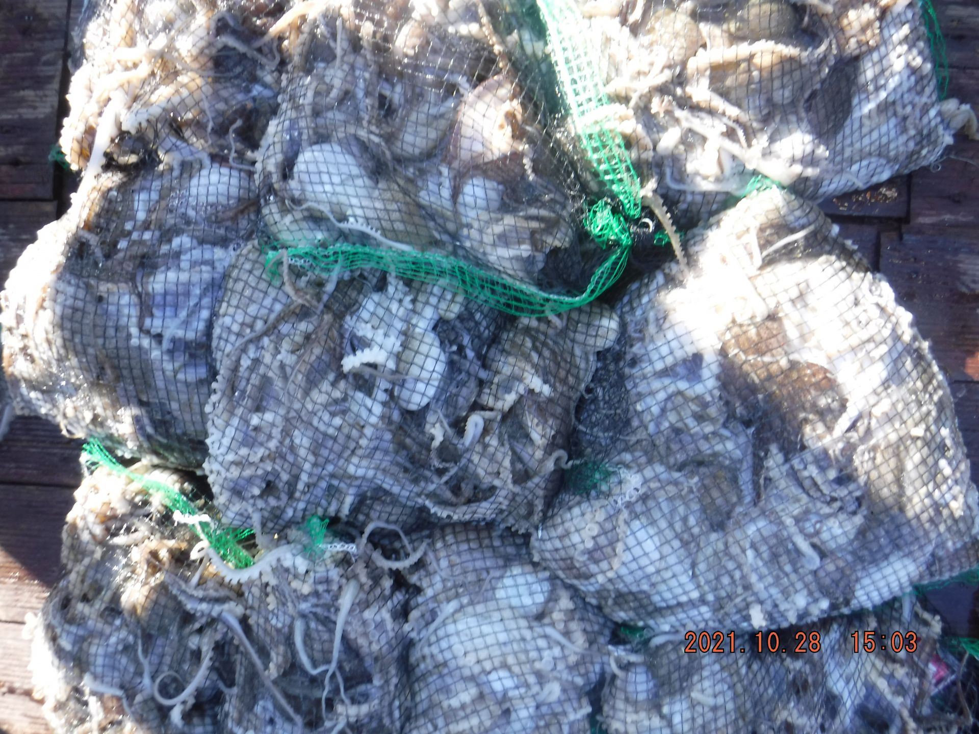 10월28일 주꾸미