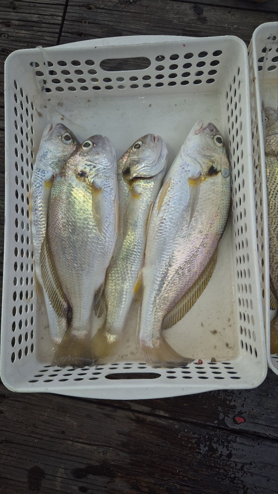 8월12일 짬낚시조황