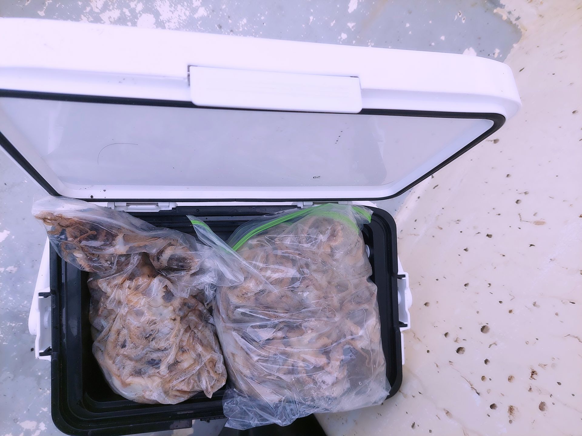 홍원항 골드스타 주꾸미조황 입니다