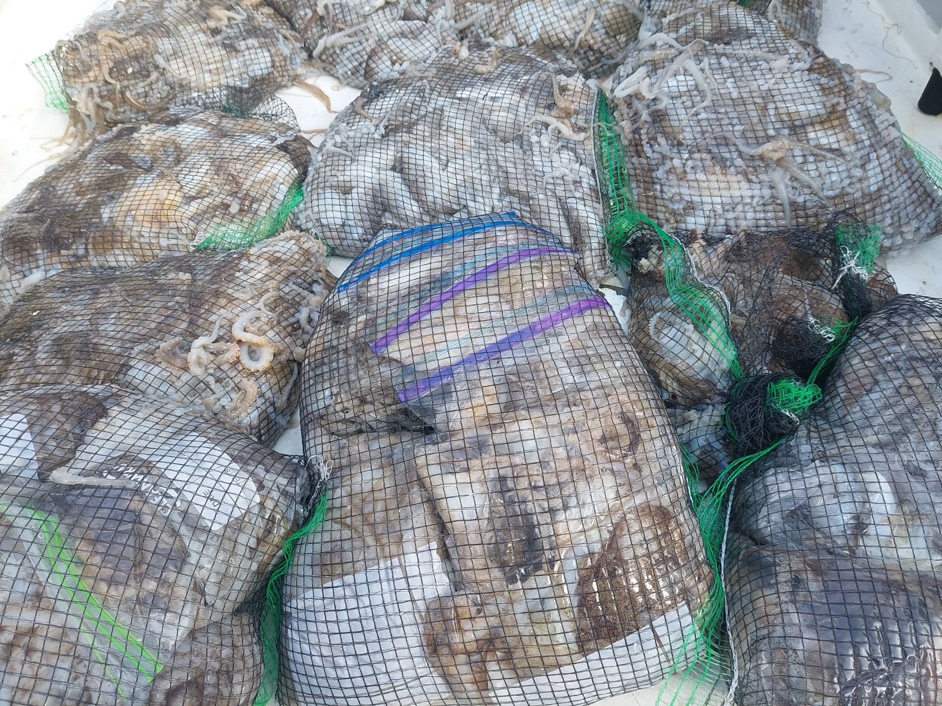 9월16일 골드스타 1호 주꾸미 조황 입니다