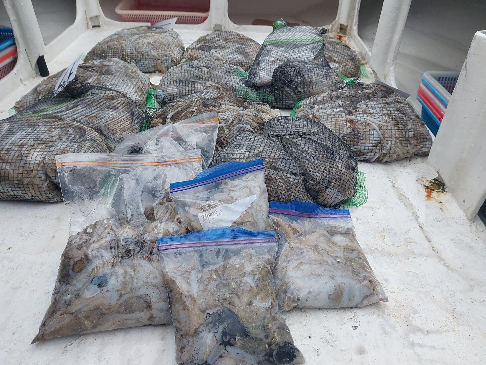 9월19일 홍원항 골드스타호 주꾸미조황