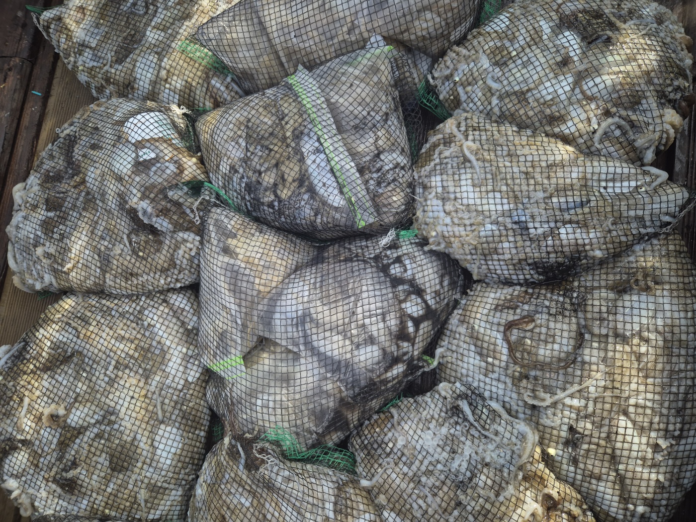 홍원항 골드스타2호 주꾸미 히트택 조황