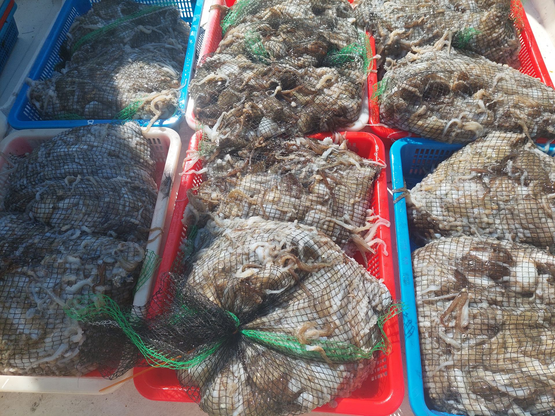 9월4일 홍원항 골드스타호 주꾸미조황