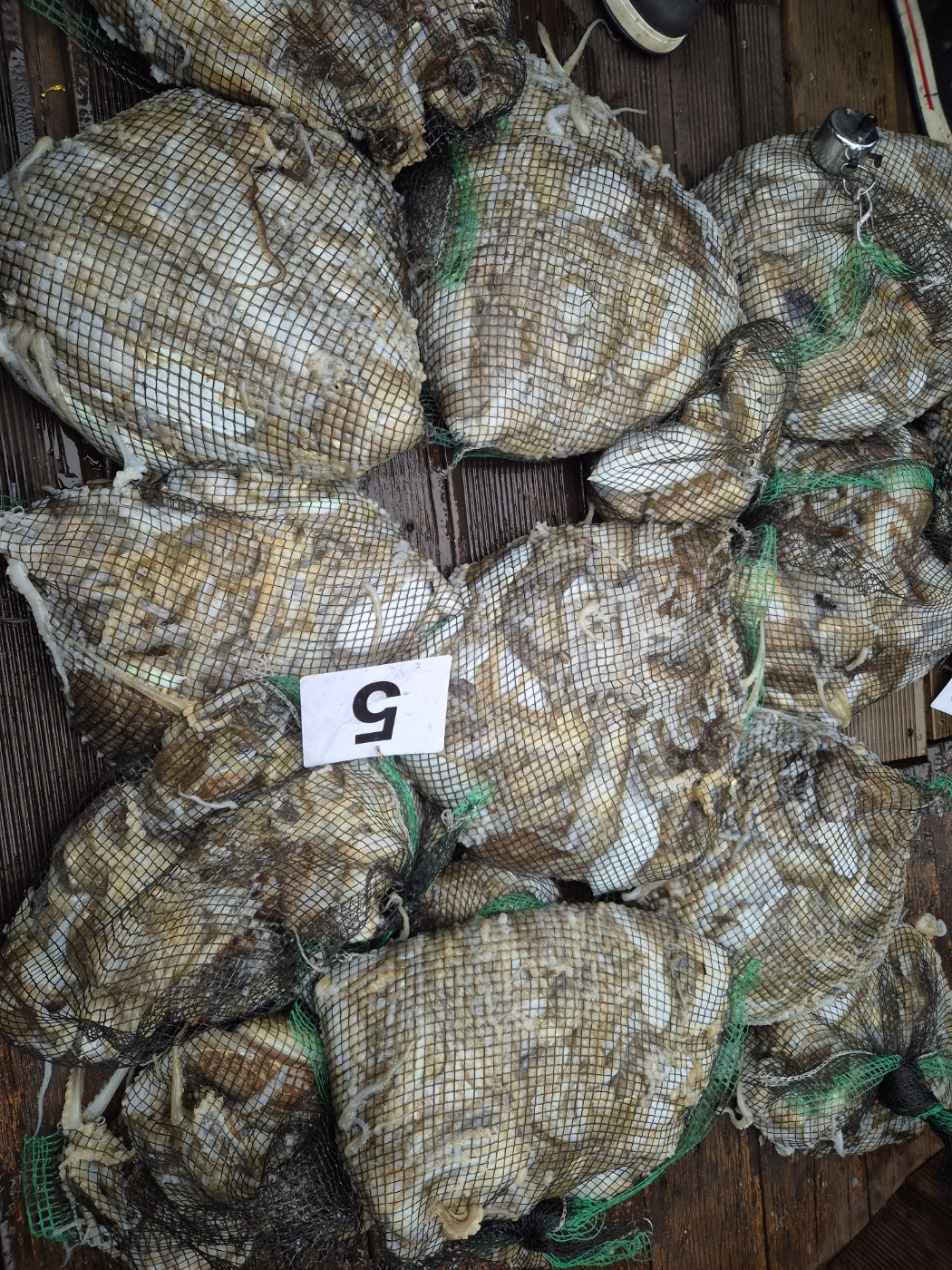 9월27일 홍원항 골드스타2호 주꾸미조황