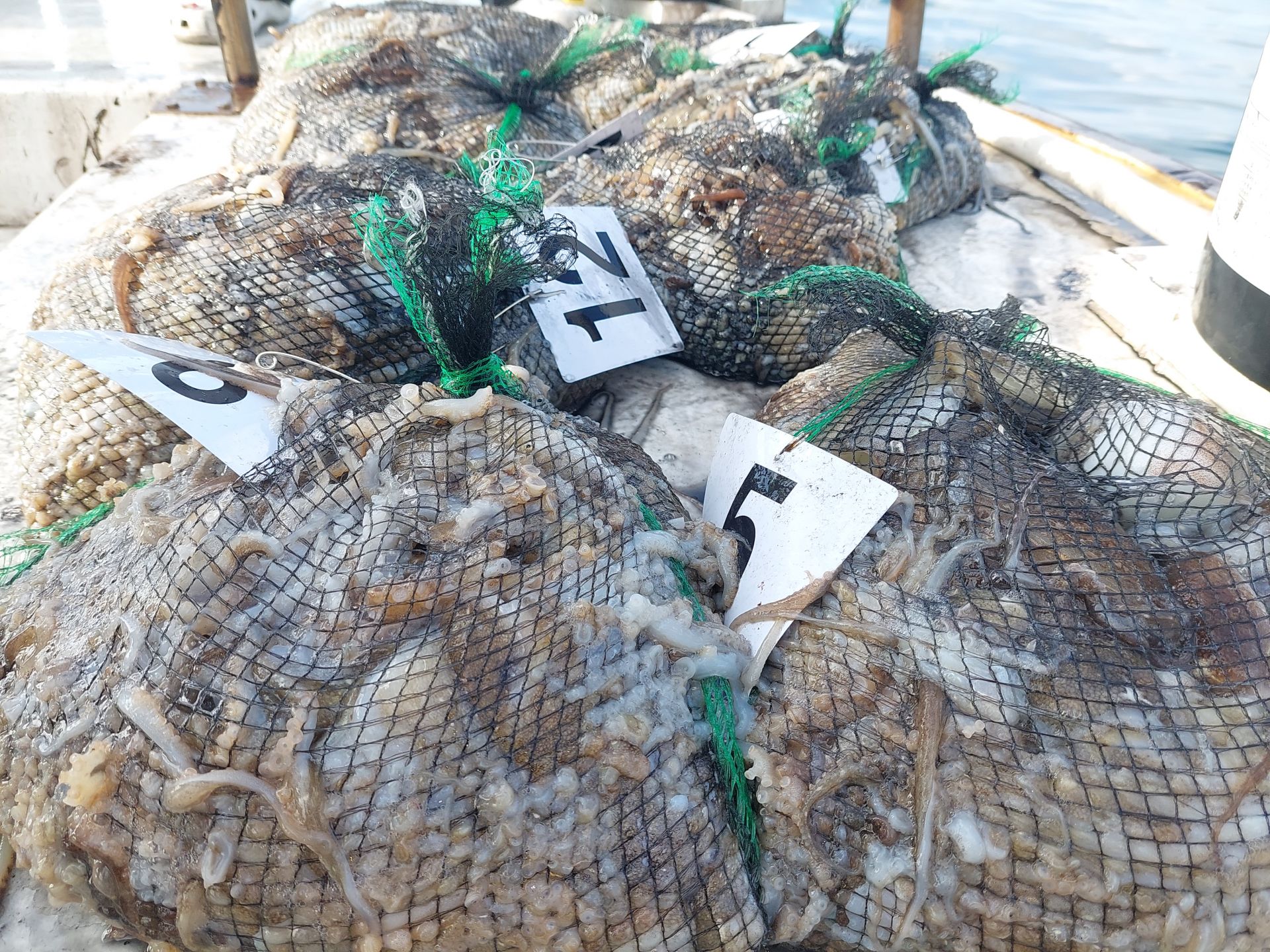 9월30일 홍원항 골드스타호 주꾸미 조황 입니다