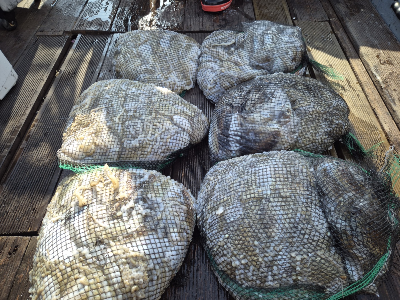 9월26일 홍원항 골드스타 주꾸미사리물을지나고 안정되기시작