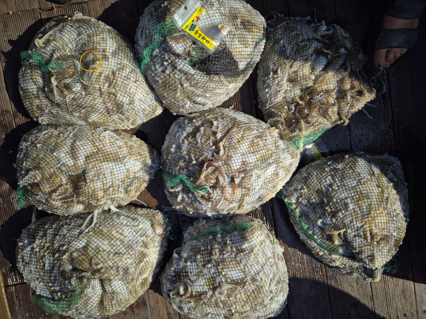 9월18일 홍원항 골드스타2호 주꾸미 조황 임니다