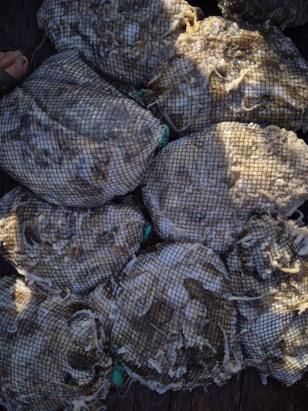 9월20일  홍원항 골드스타2호  주꾸미 조황 입니다