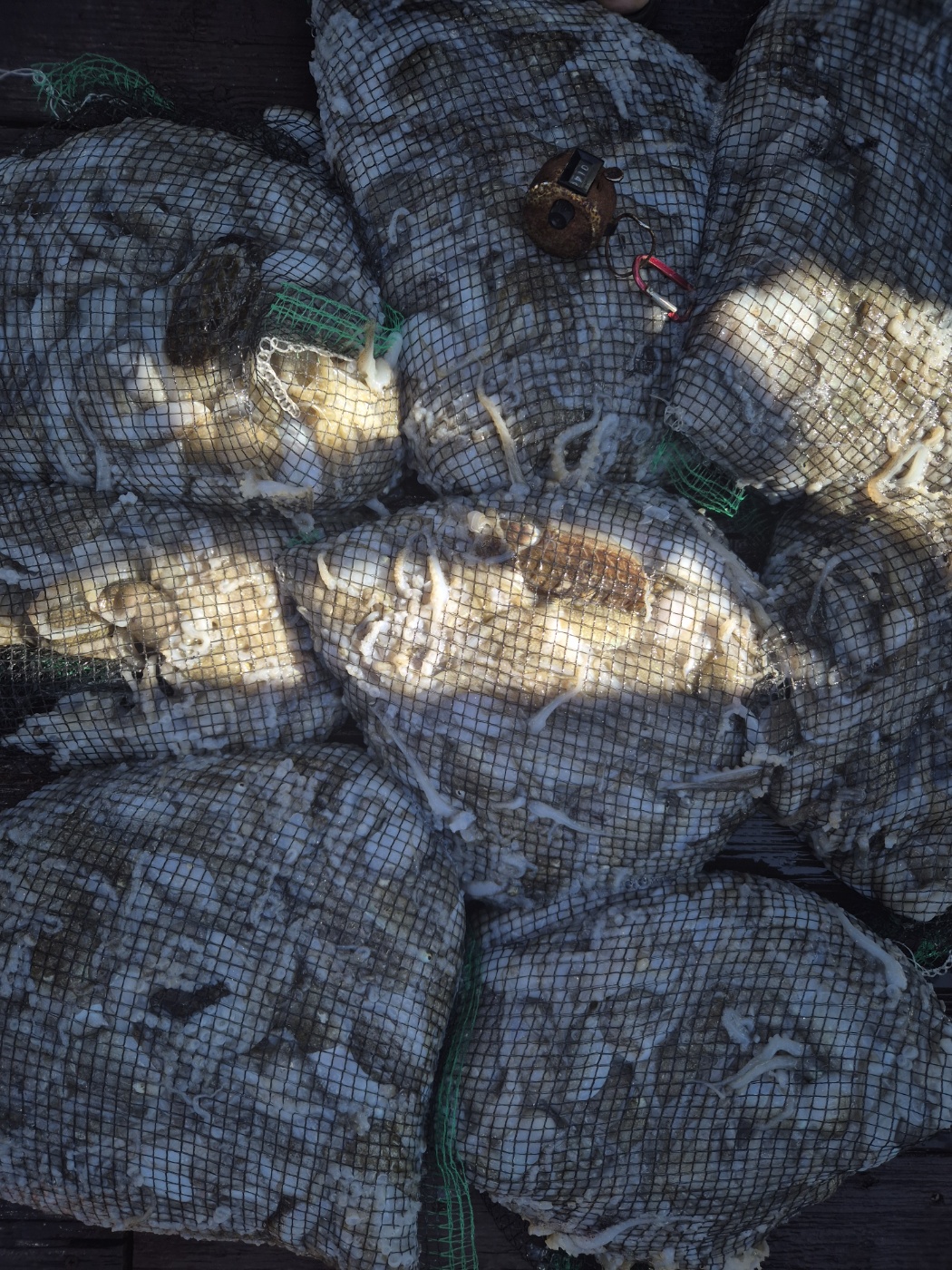 홍원항  골드스타2호 주꾸미 대박조황 입니다