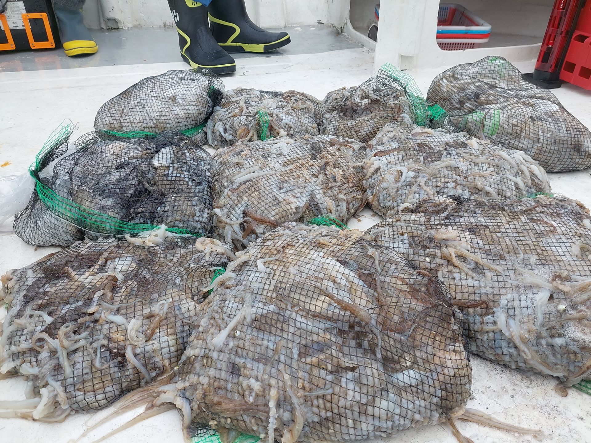 홍원골드스타 9월15일 주꾸미조황