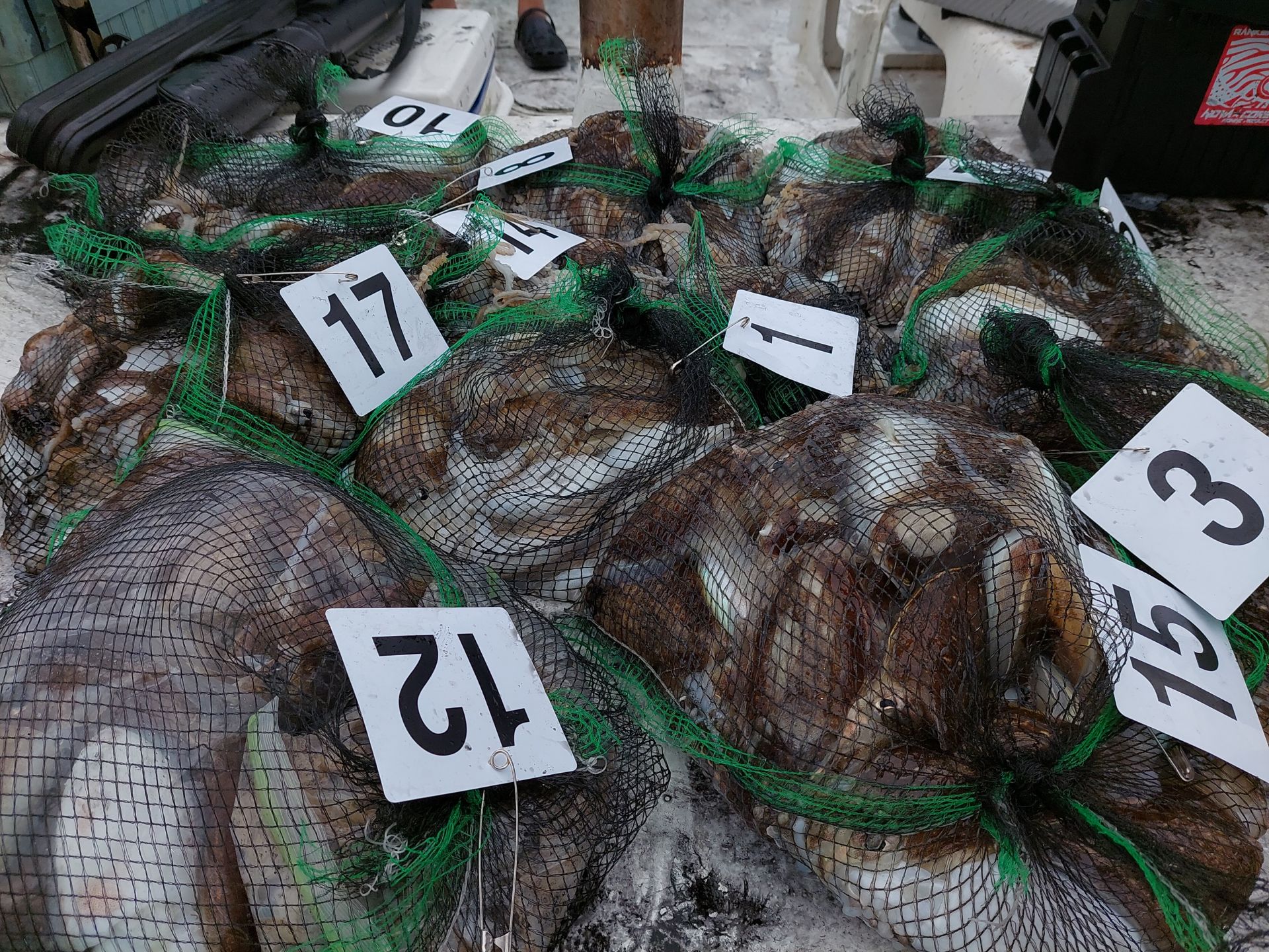 9월27일 홍원항 골드스타1호 갑오징어조황