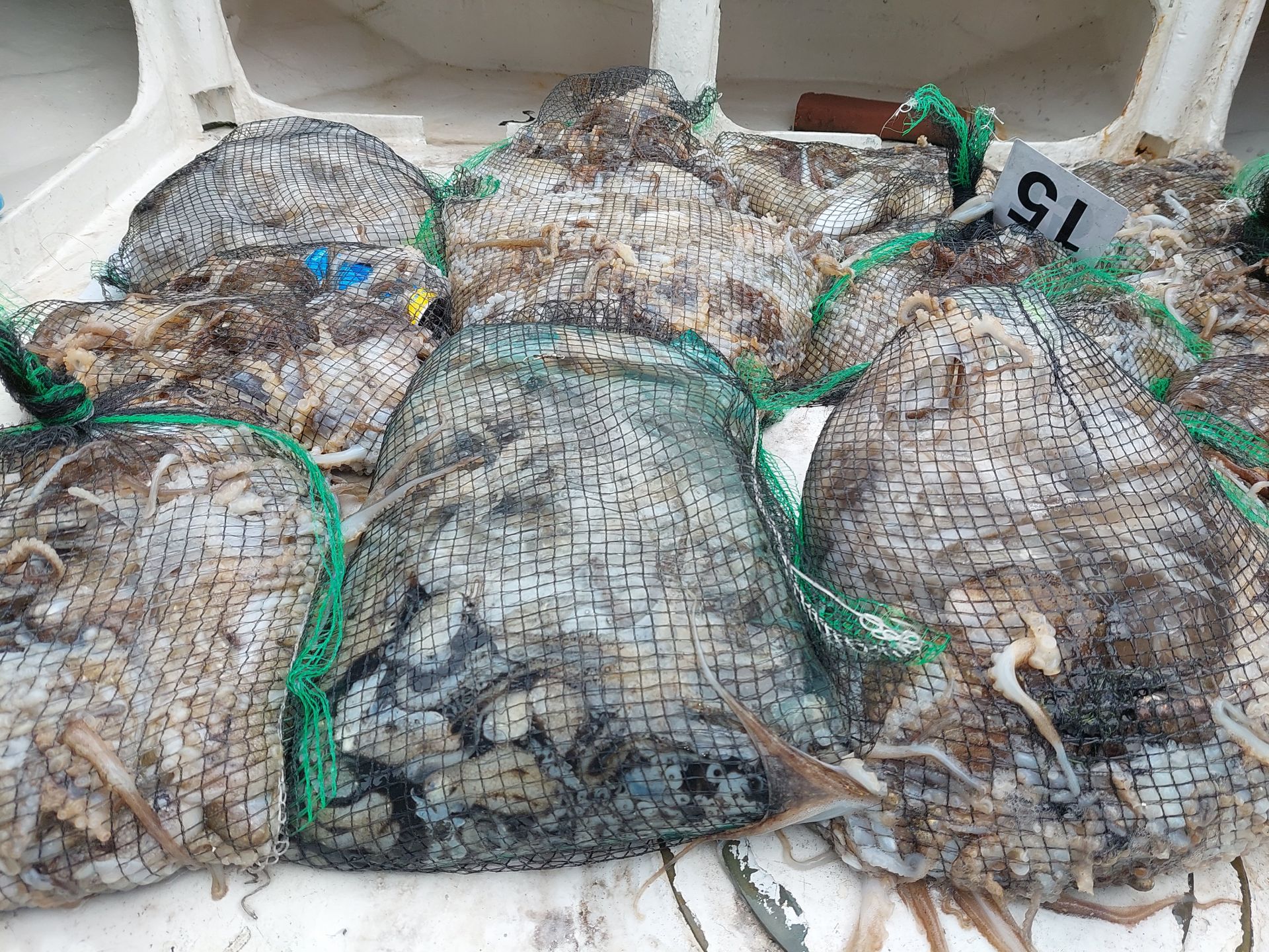 10월2일 홍원항  골드스타호 주꾸미조황 입니다