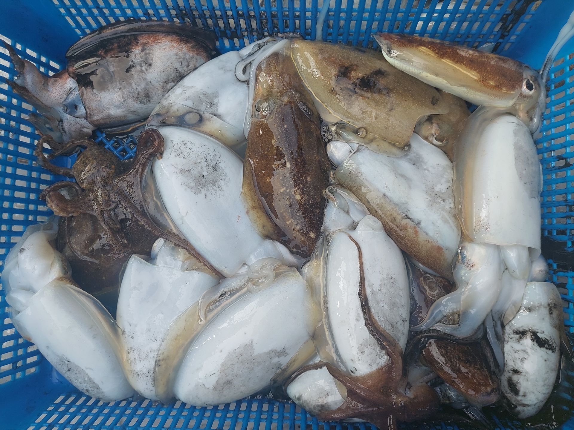 골드스타1호 갑오징어