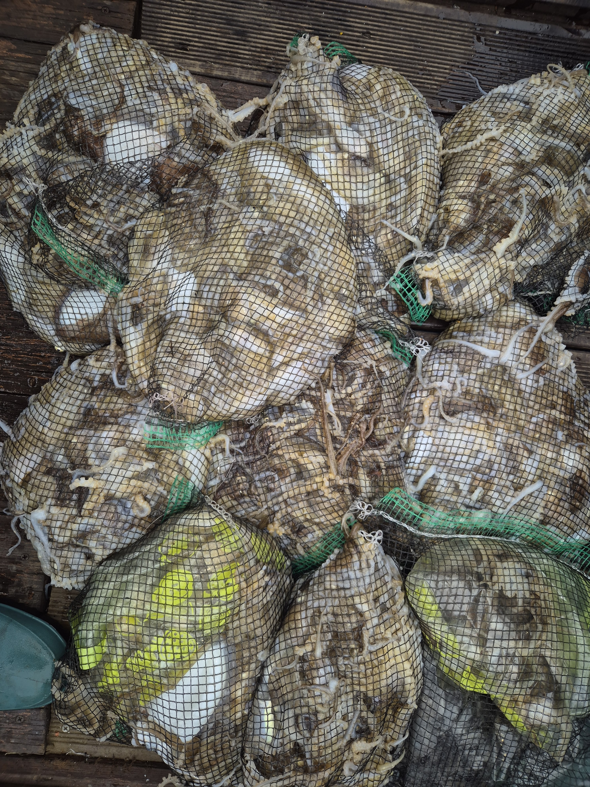 홍원항  골드스타2호 주꾸미조황 입니다