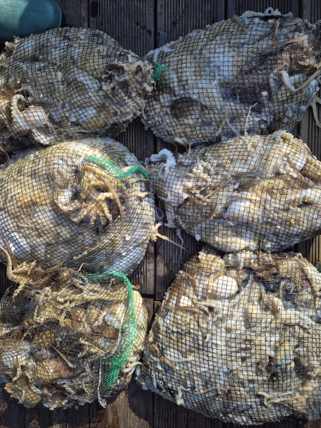 10월첫날 골드스타2호 주꾸미  조황 입니다