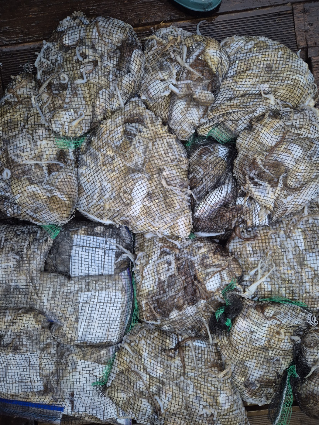 홍원항  골드스타2호 주꾸미조황 입니다