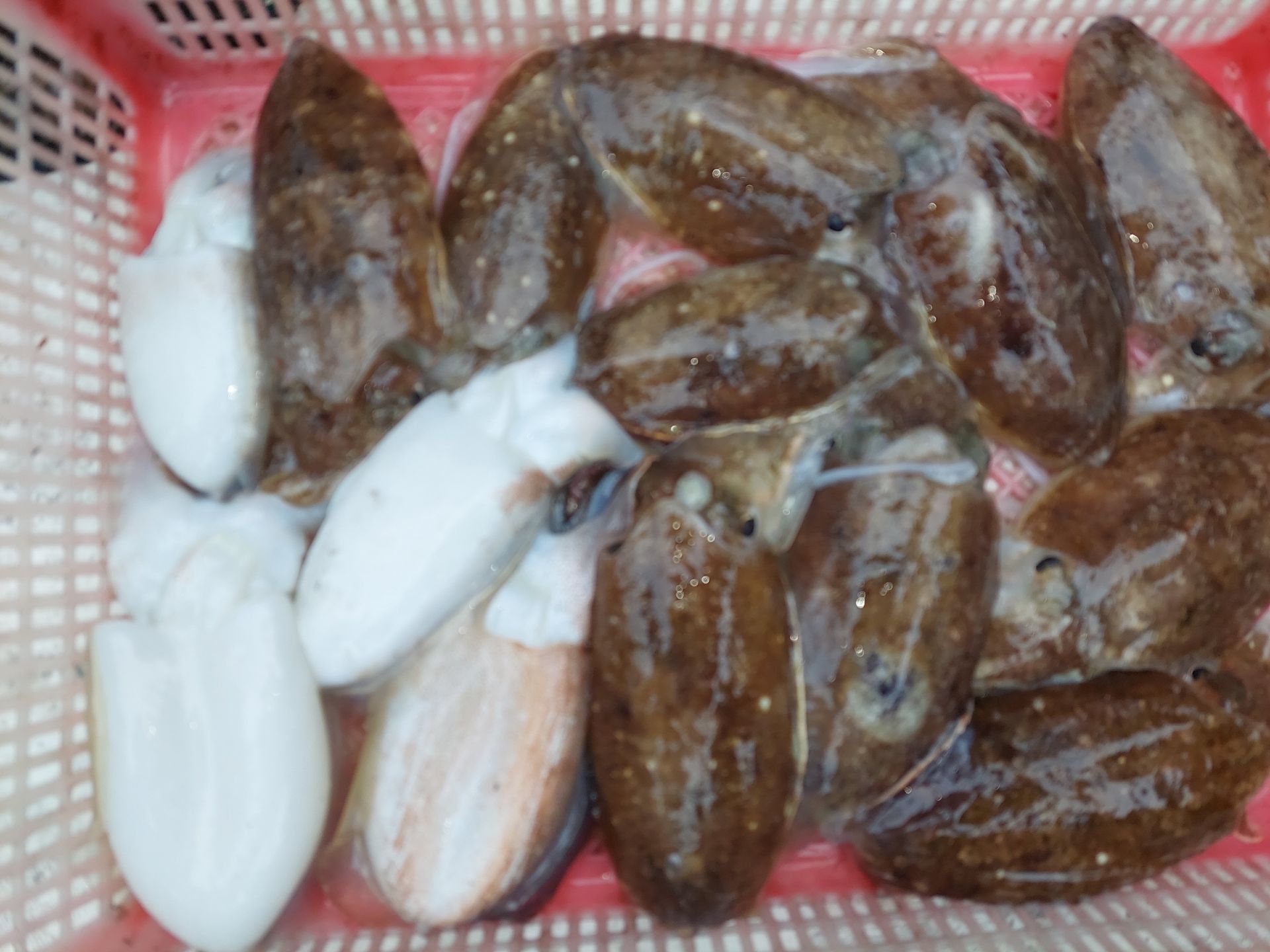 10월3일 골드스타 갑오징어 조황 입니다