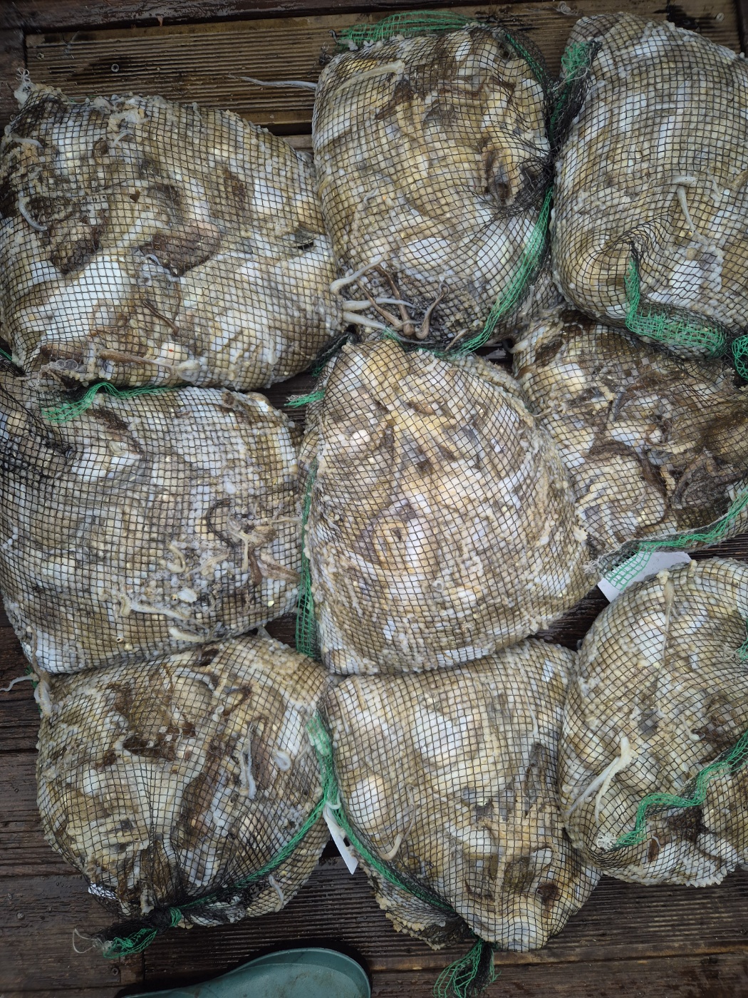 10월4일 골드스타2호 연일 망탱이 조황