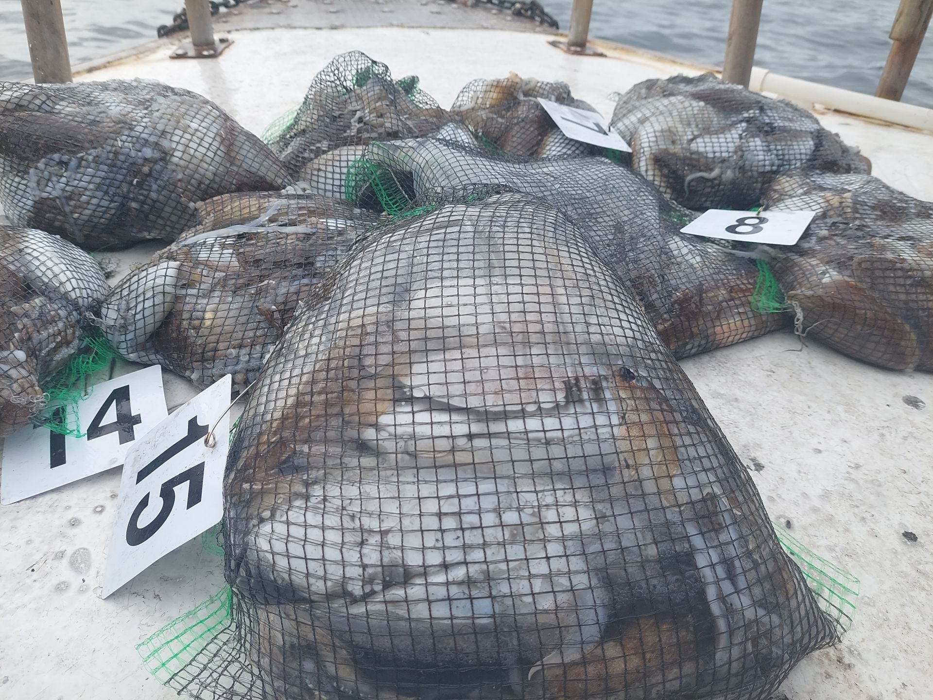 10월5일 갑오징어 조황